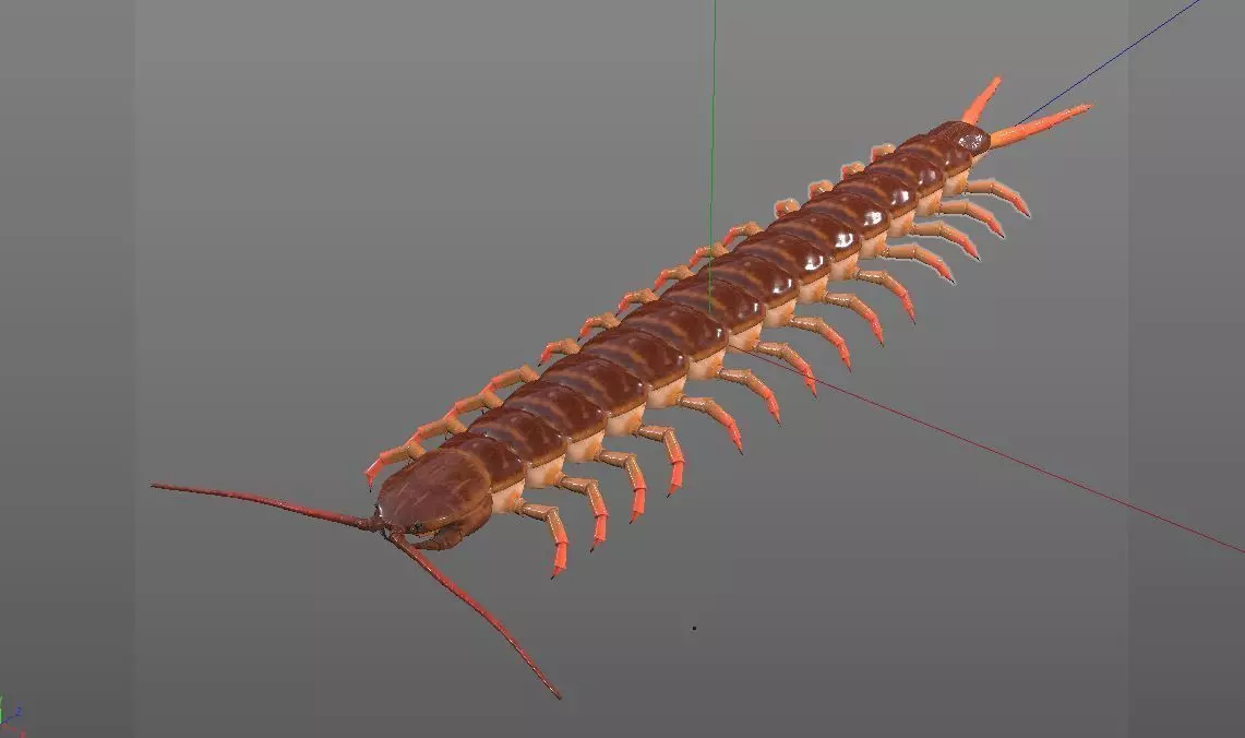 Centipede Insect Low-poly 3D model_10
