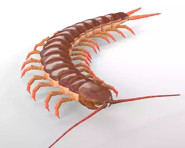 Centipede Insect Low-poly 3D model