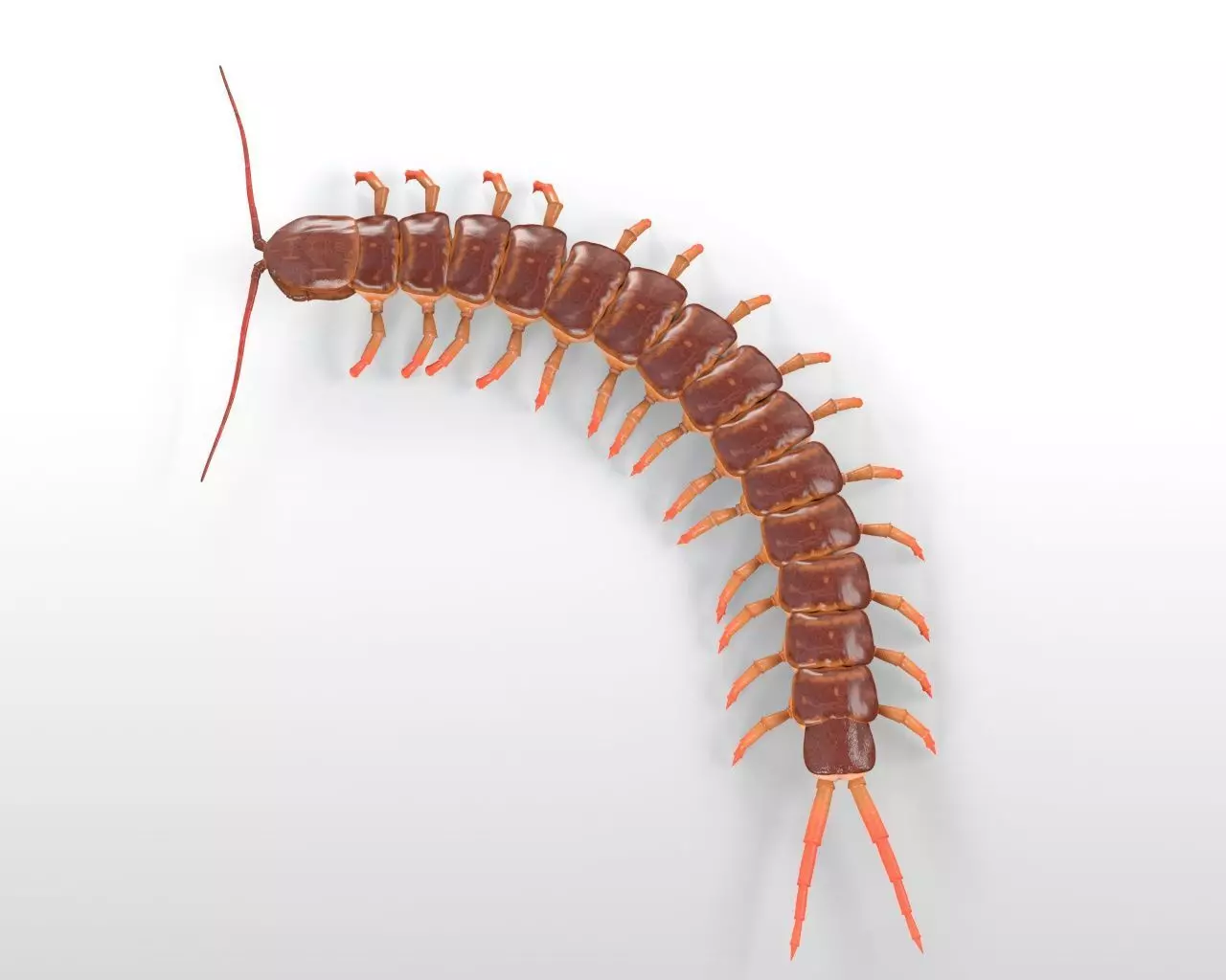 Centipede Insect Low-poly 3D model_3