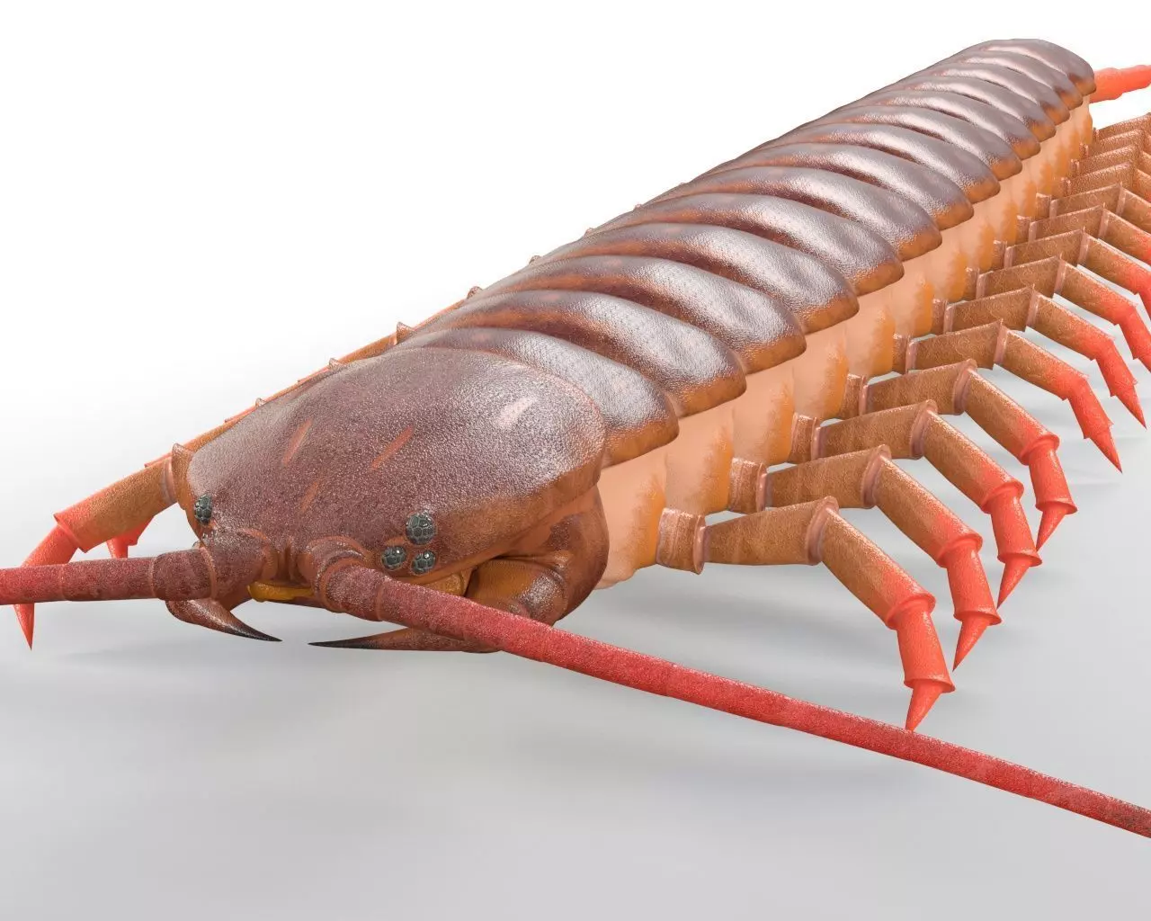 Centipede Insect Low-poly 3D model_9