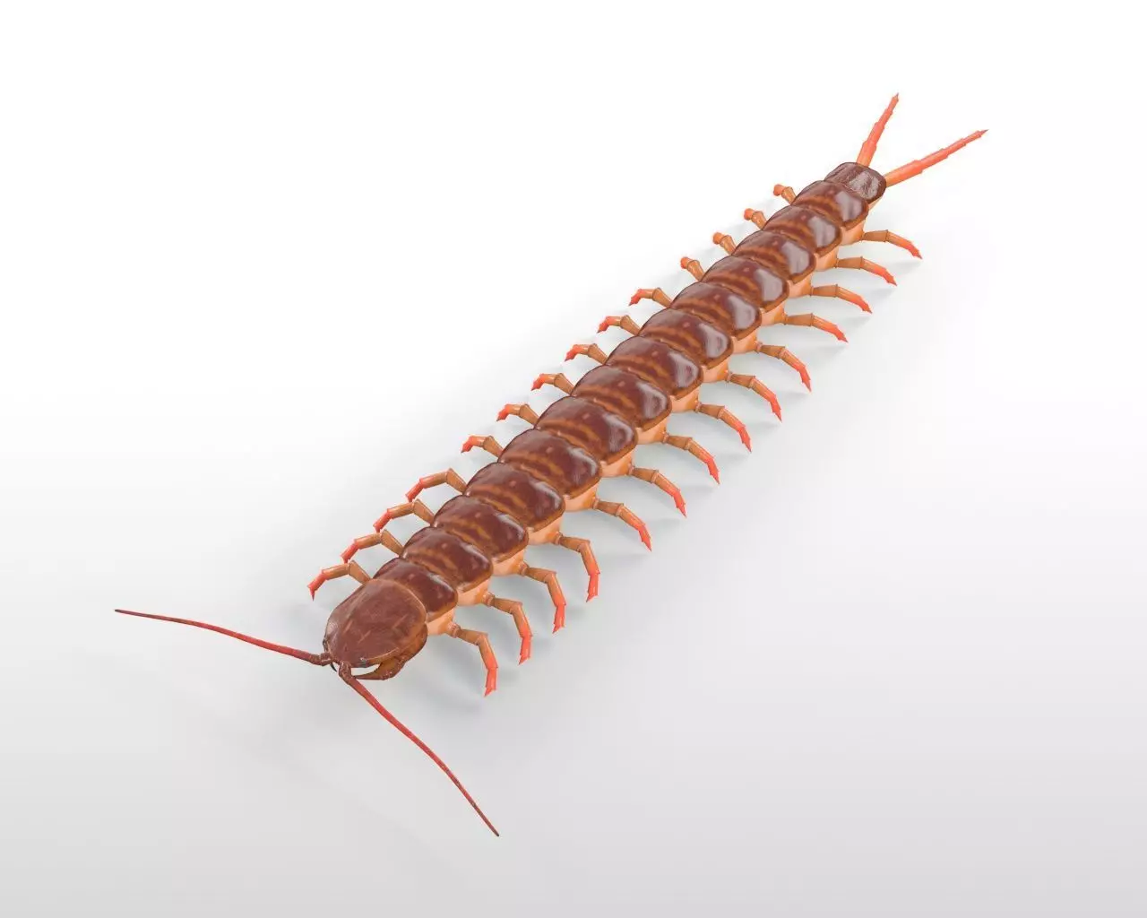 Centipede Insect Low-poly 3D model_7