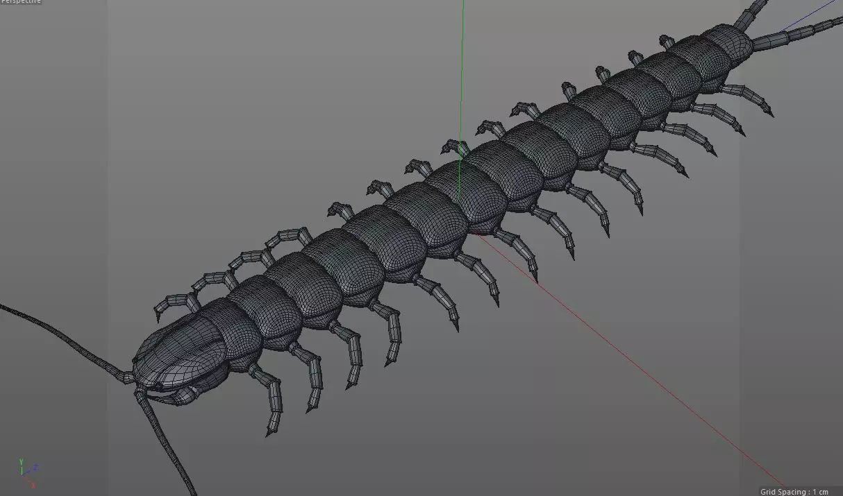 Centipede Insect Low-poly 3D model_11