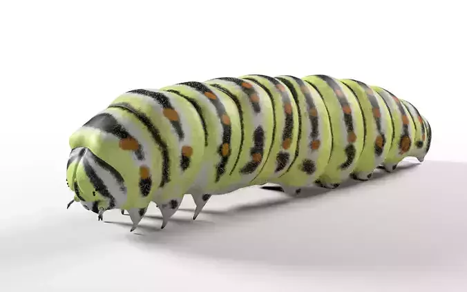 Caterpillar Insect Low-poly 3D model