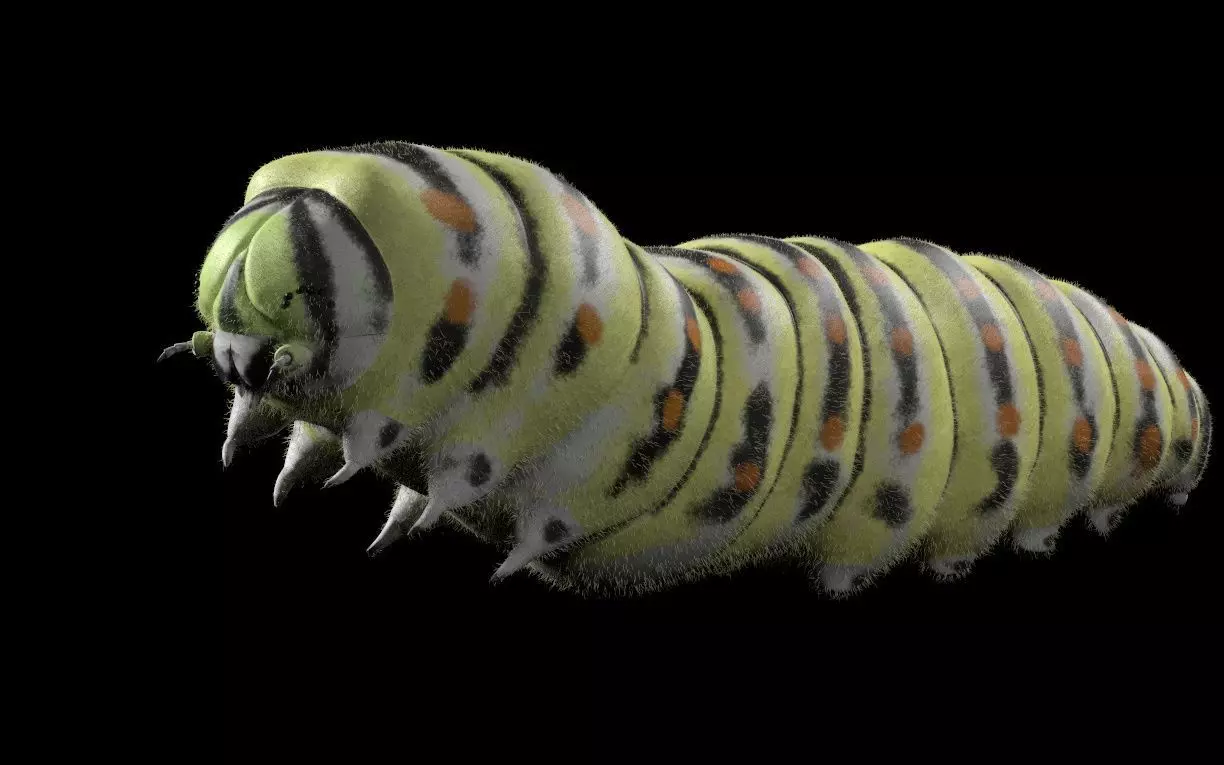 Caterpillar Insect Low-poly 3D model_4