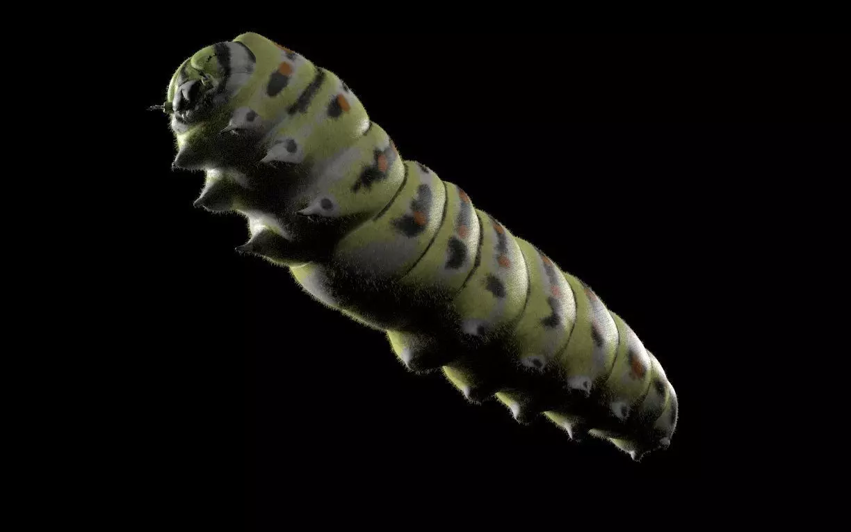 Caterpillar Insect Low-poly 3D model_5