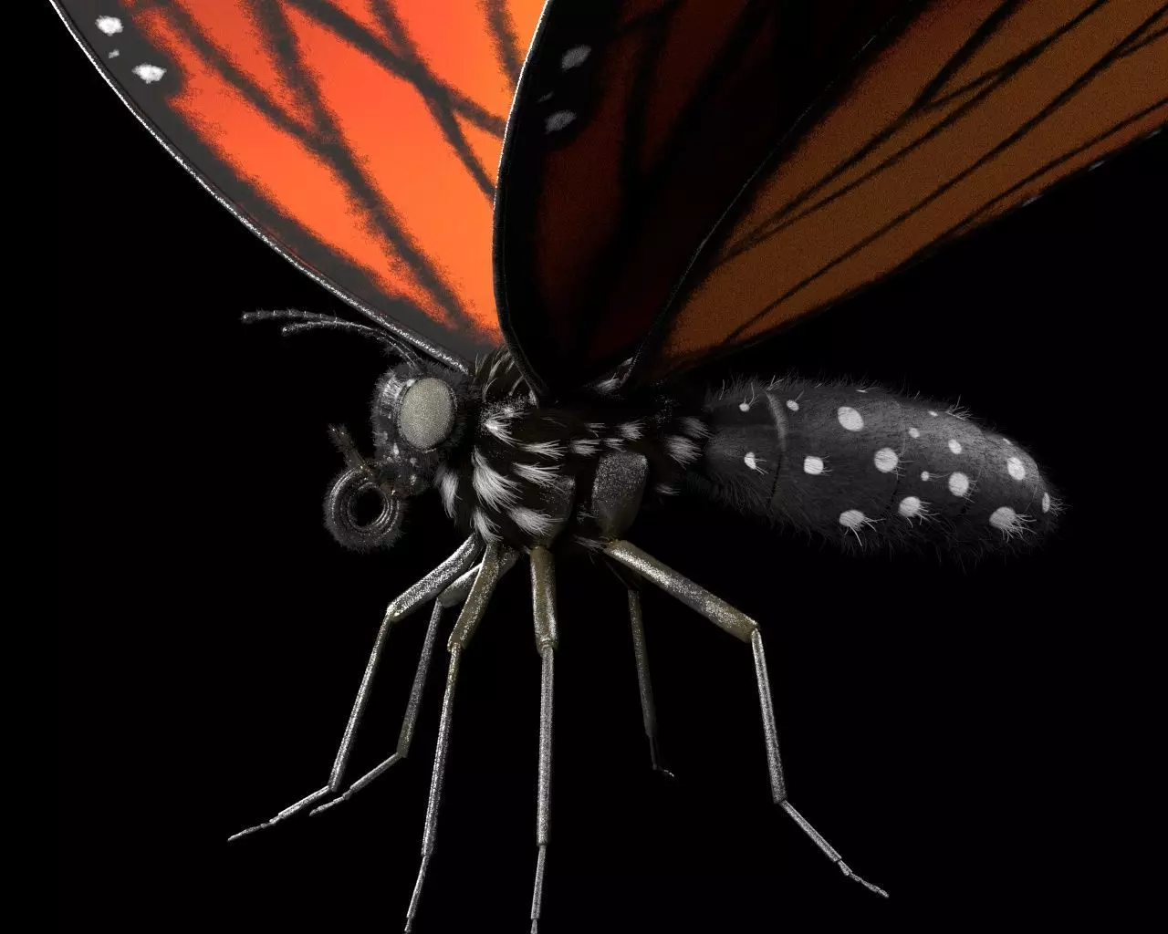 Butterfly Insect Low-poly 3D model_3