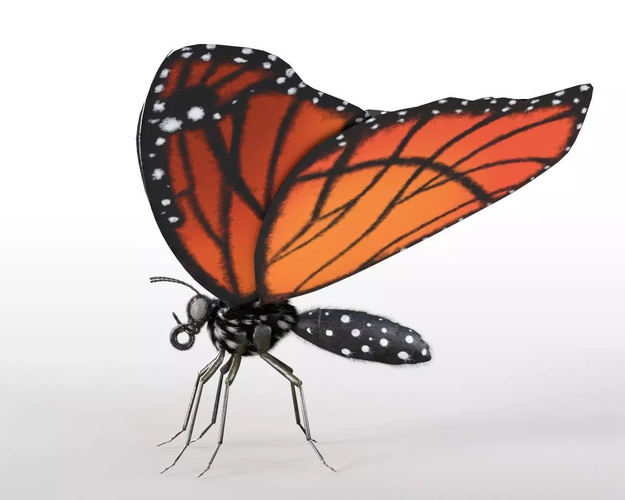 Butterfly Insect Low-poly 3D model_4