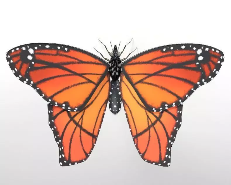 Butterfly Insect Low-poly 3D model_0