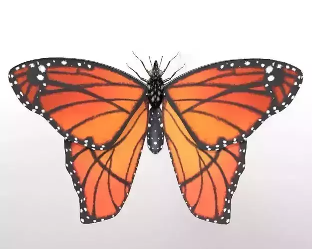 Butterfly Insect Low-poly 3D model