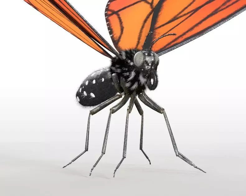 Butterfly Insect Low-poly 3D model_5