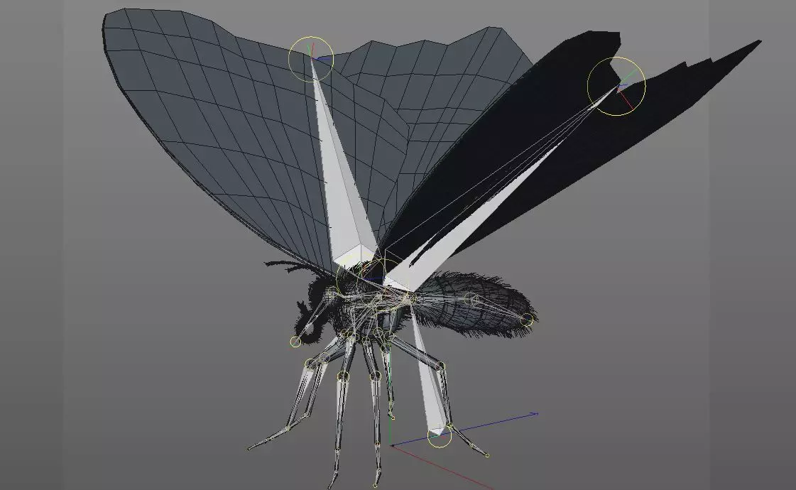Butterfly Insect Low-poly 3D model_11