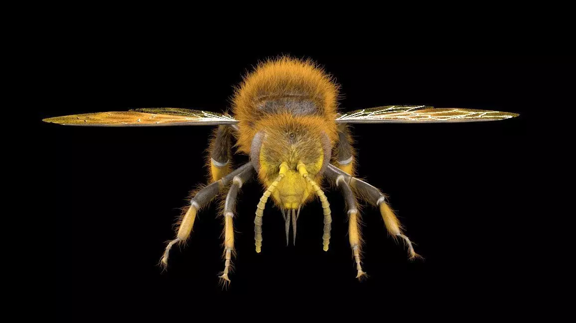 Bee Insect Low-poly 3D model_3