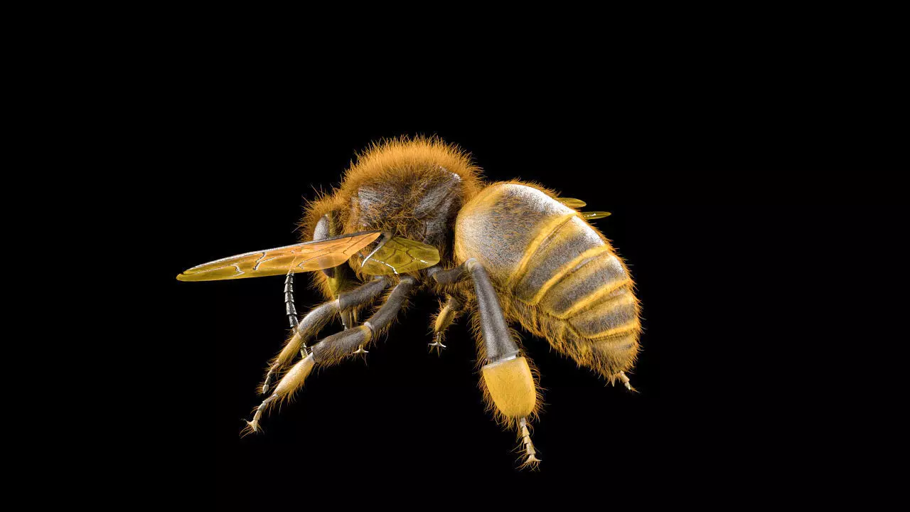 Bee Insect Low-poly 3D model_7