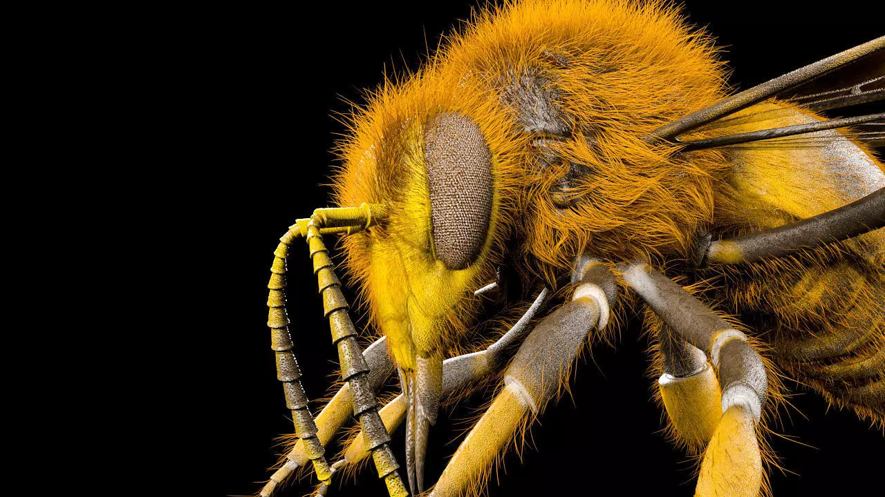 Bee Insect Low-poly 3D model_5