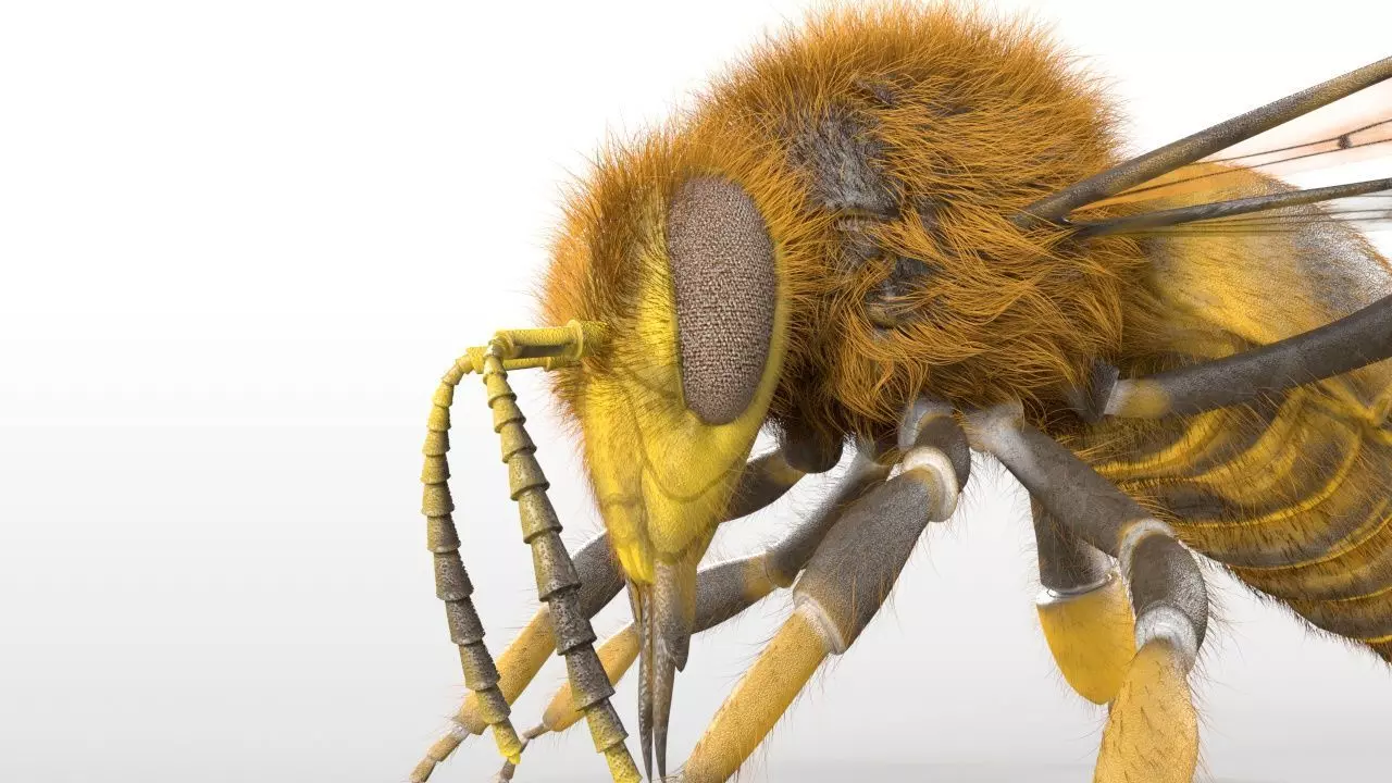 Bee Insect Low-poly 3D model_4