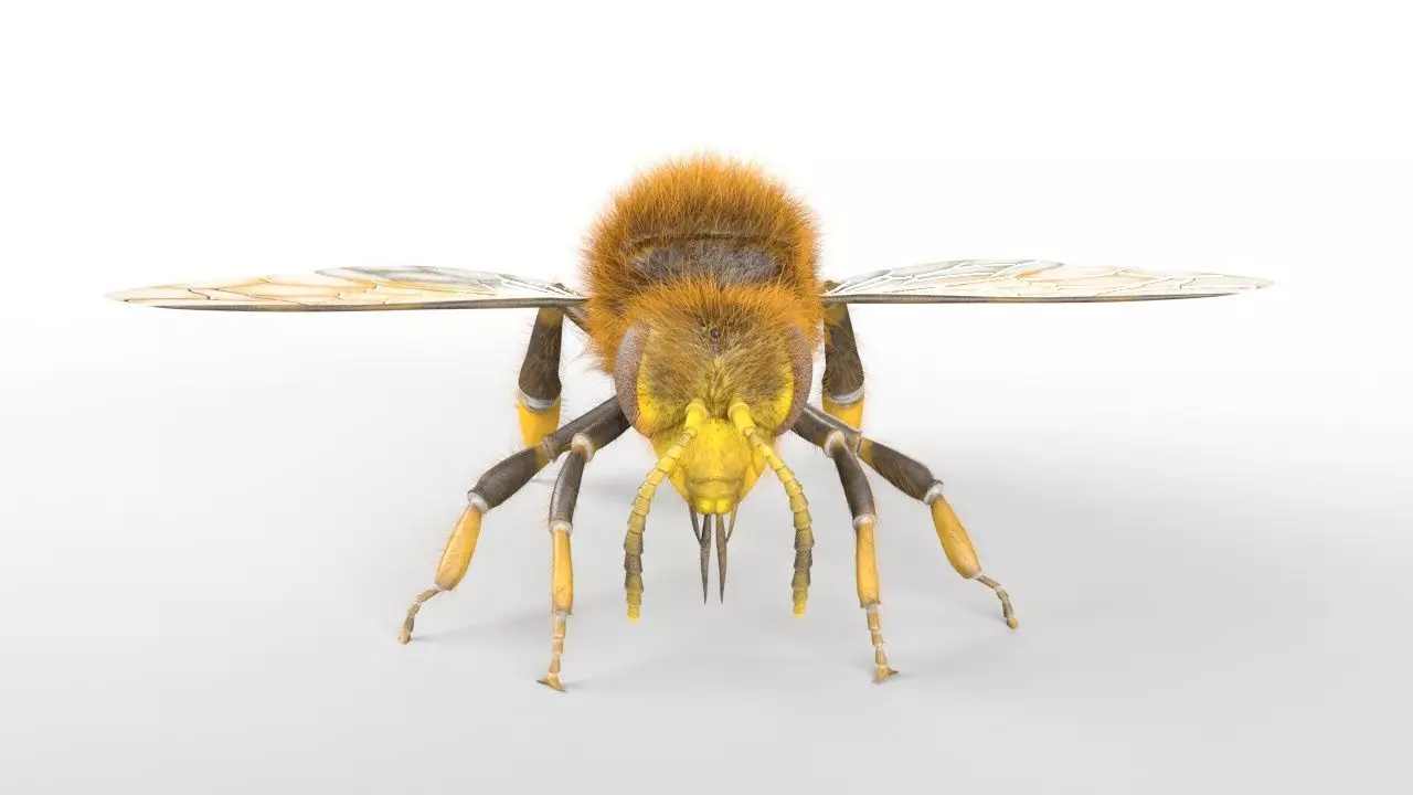 Bee Insect Low-poly 3D model_2