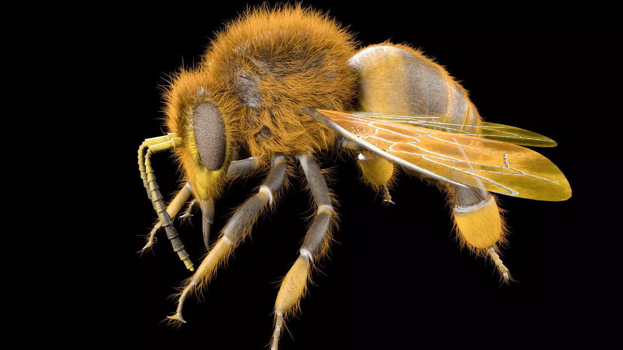 Bee Insect Low-poly 3D model_1