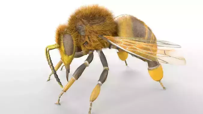 Bee Insect