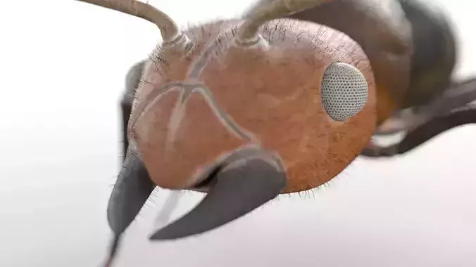 Ant Insect Low-poly 3D model