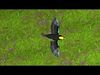 Blue winged mountain tanager open wings Animation 3D model_2
