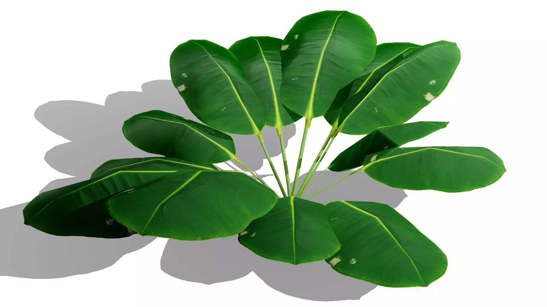 Game-Ready Tropical Foliage Pack Low-poly 3D model_3