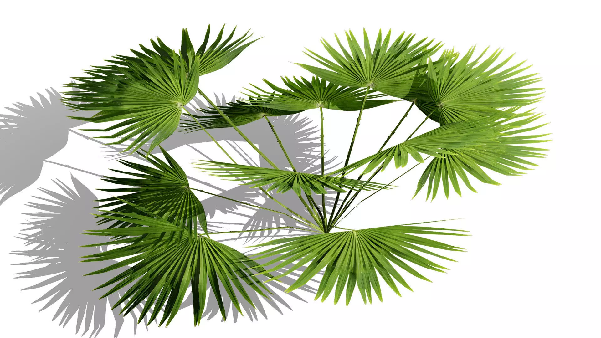 Game-Ready Tropical Foliage Pack Low-poly 3D model_2
