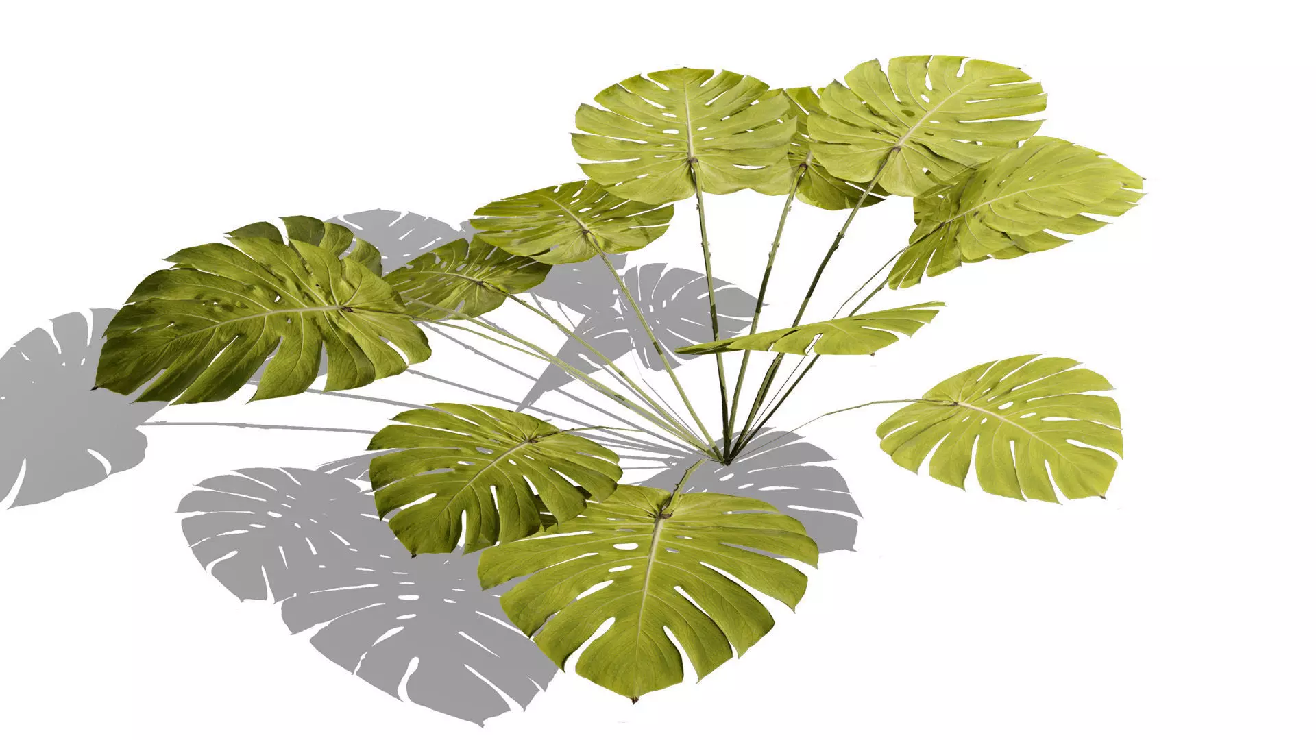 Game-Ready Tropical Foliage Pack Low-poly 3D model_6