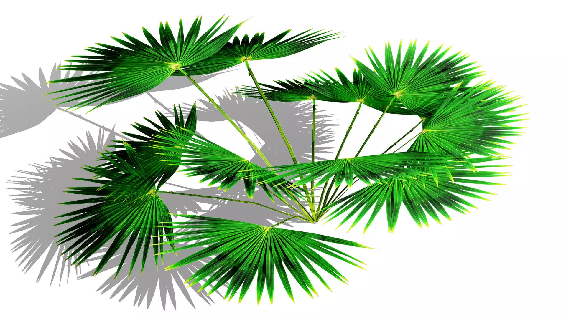 Game-Ready Tropical Foliage Pack Low-poly 3D model_4