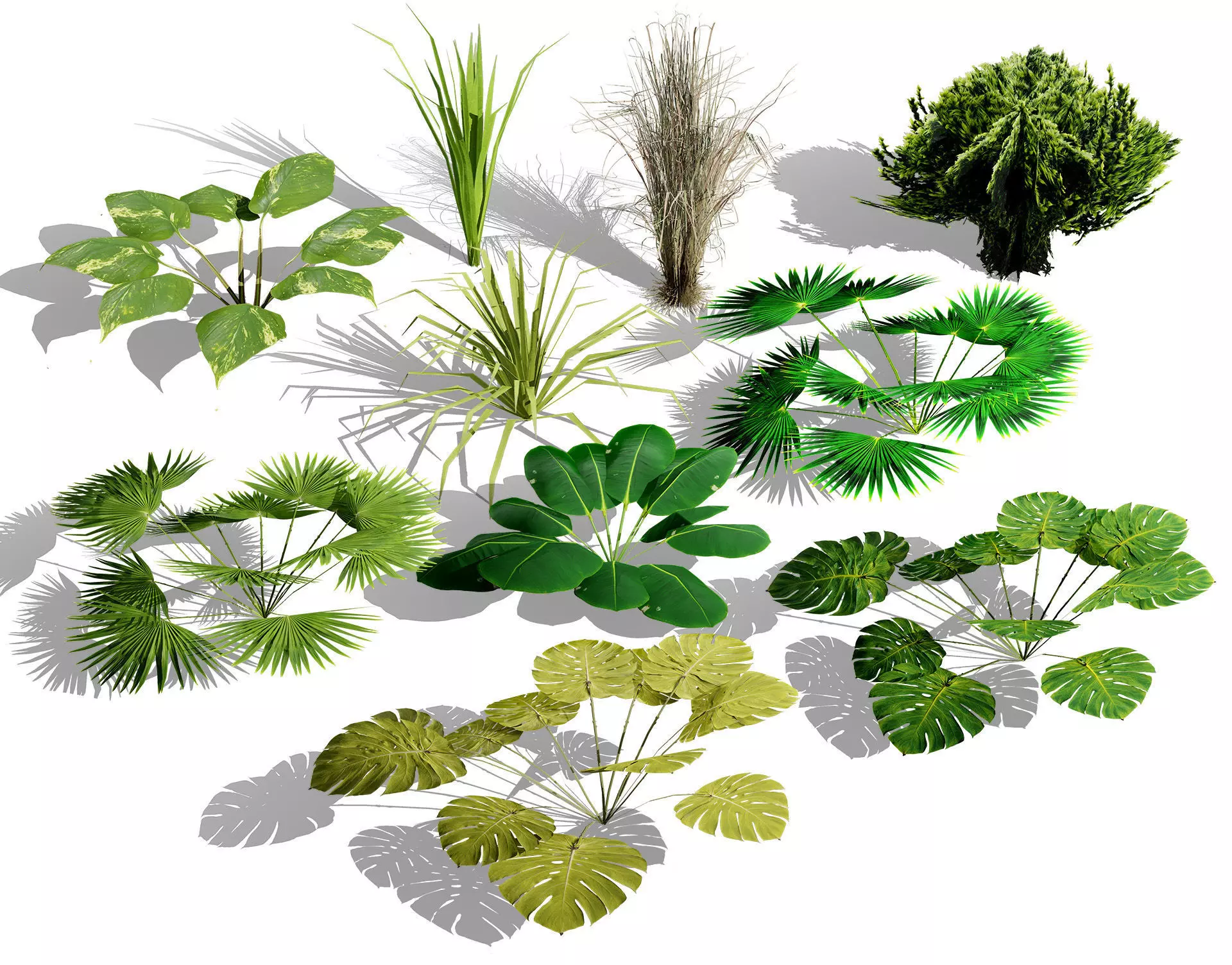 Game-Ready Tropical Foliage Pack Low-poly 3D model_0