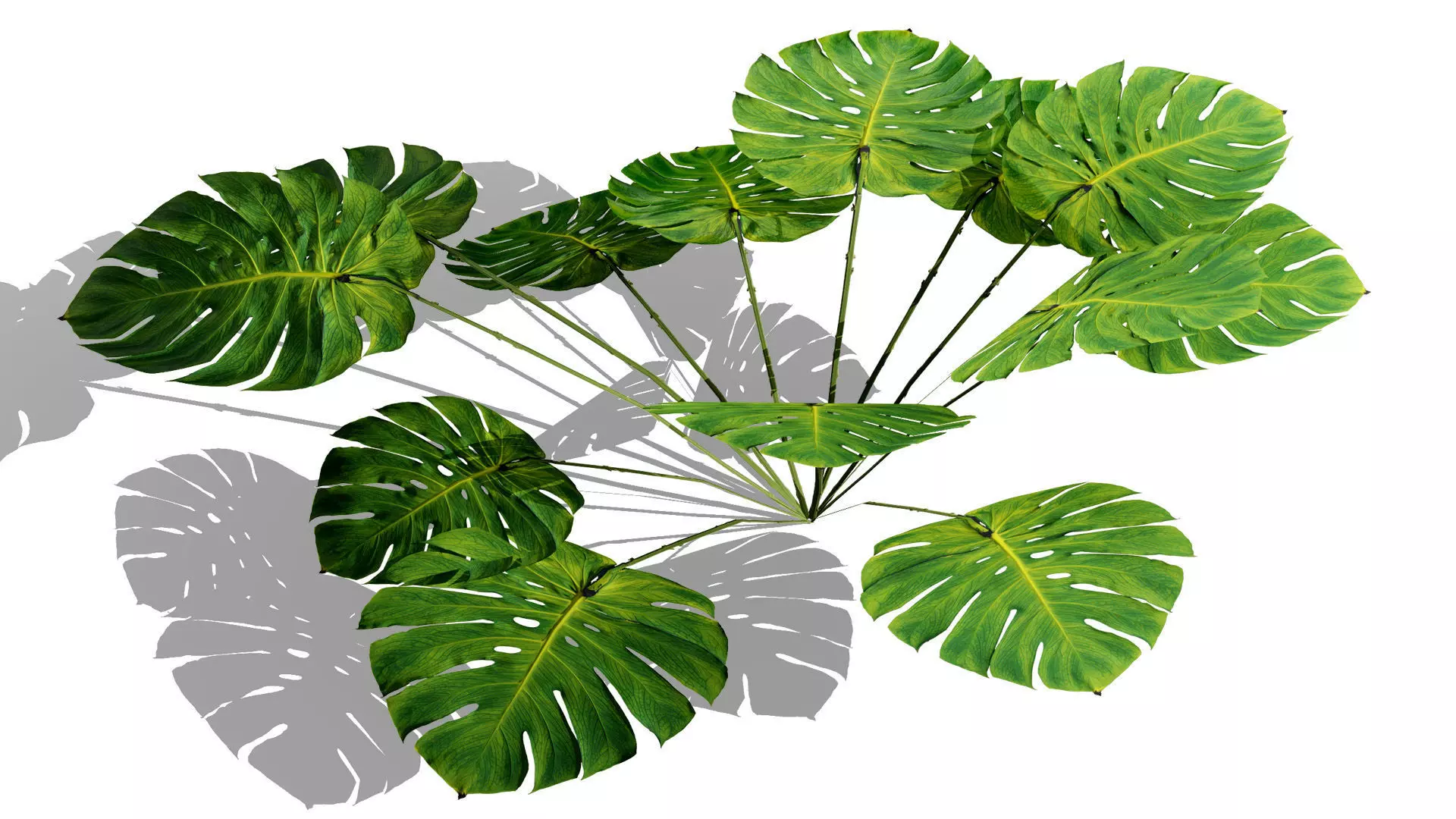 Game-Ready Tropical Foliage Pack Low-poly 3D model_5