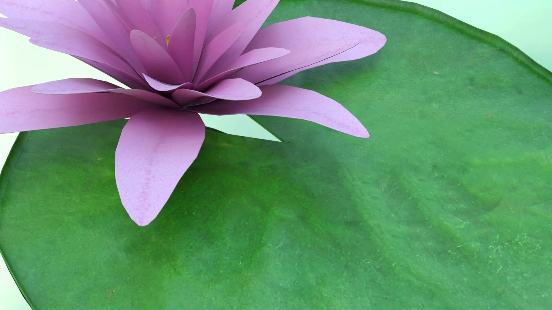 Water Lily Low-poly 3D model_5