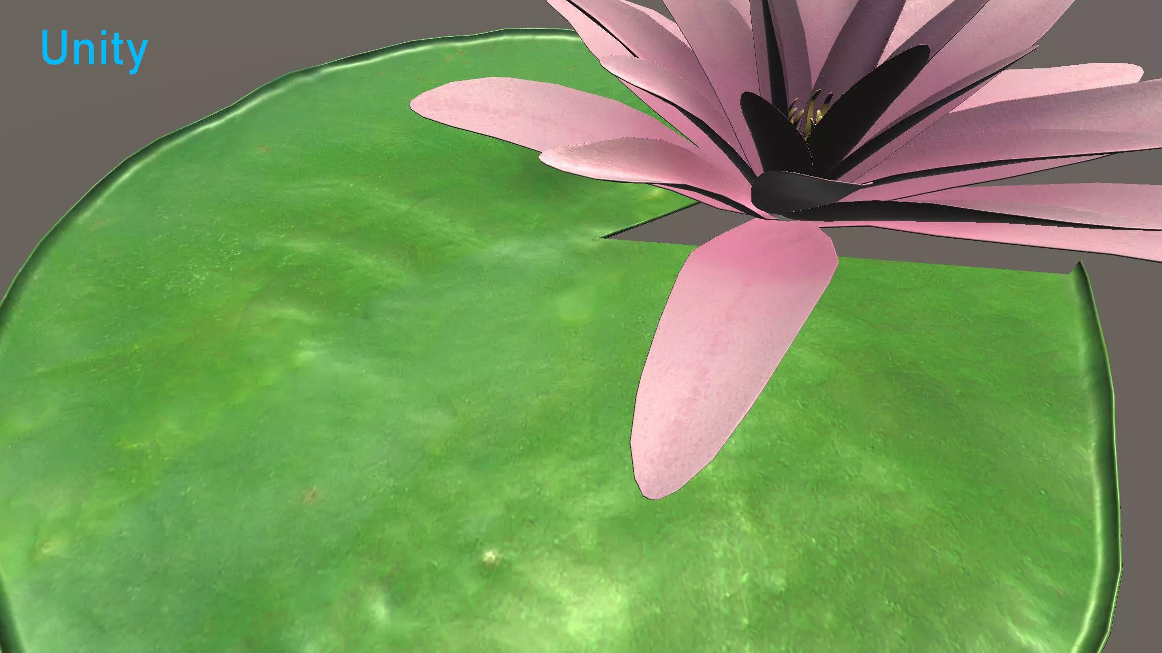 Water Lily Low-poly 3D model_8