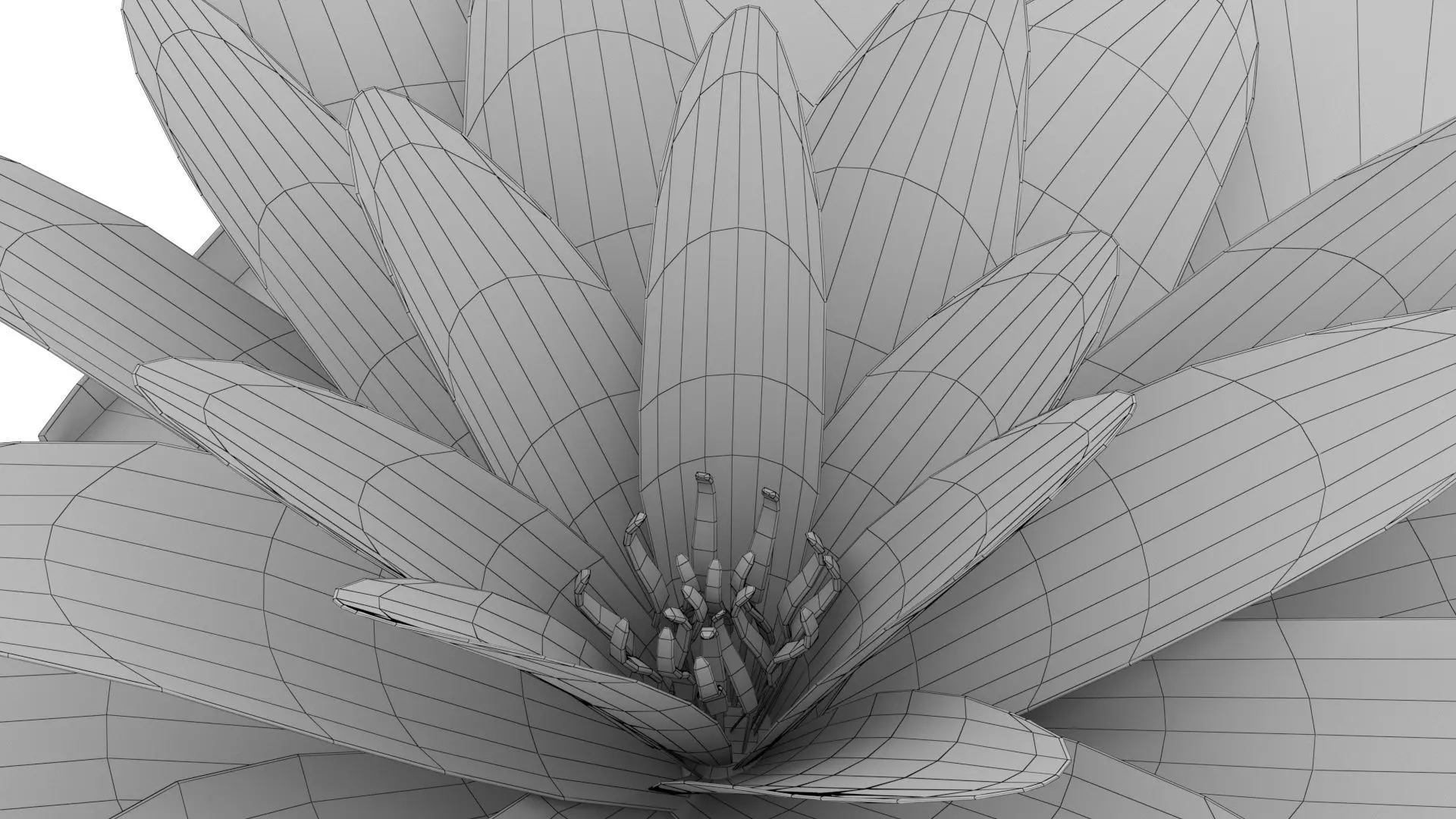 Water Lily Low-poly 3D model_16