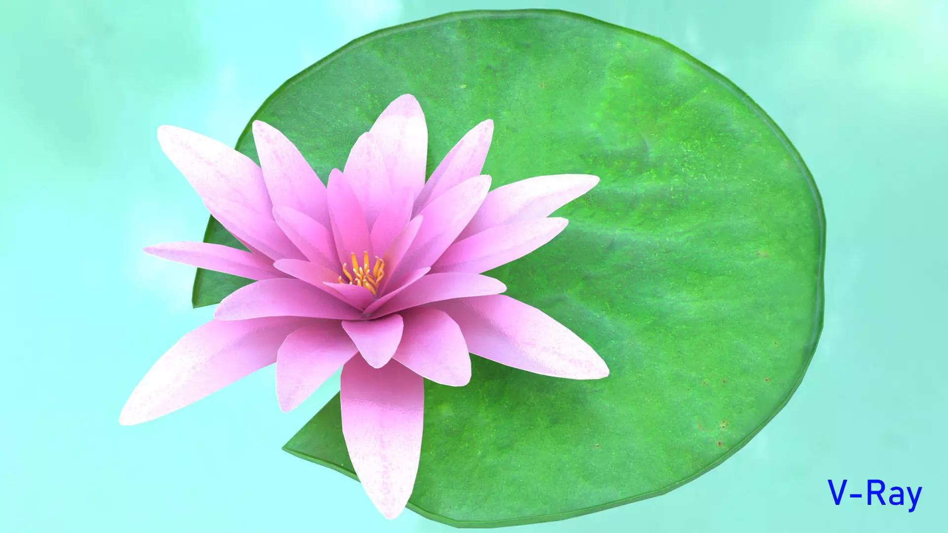 Water Lily Low-poly 3D model_15