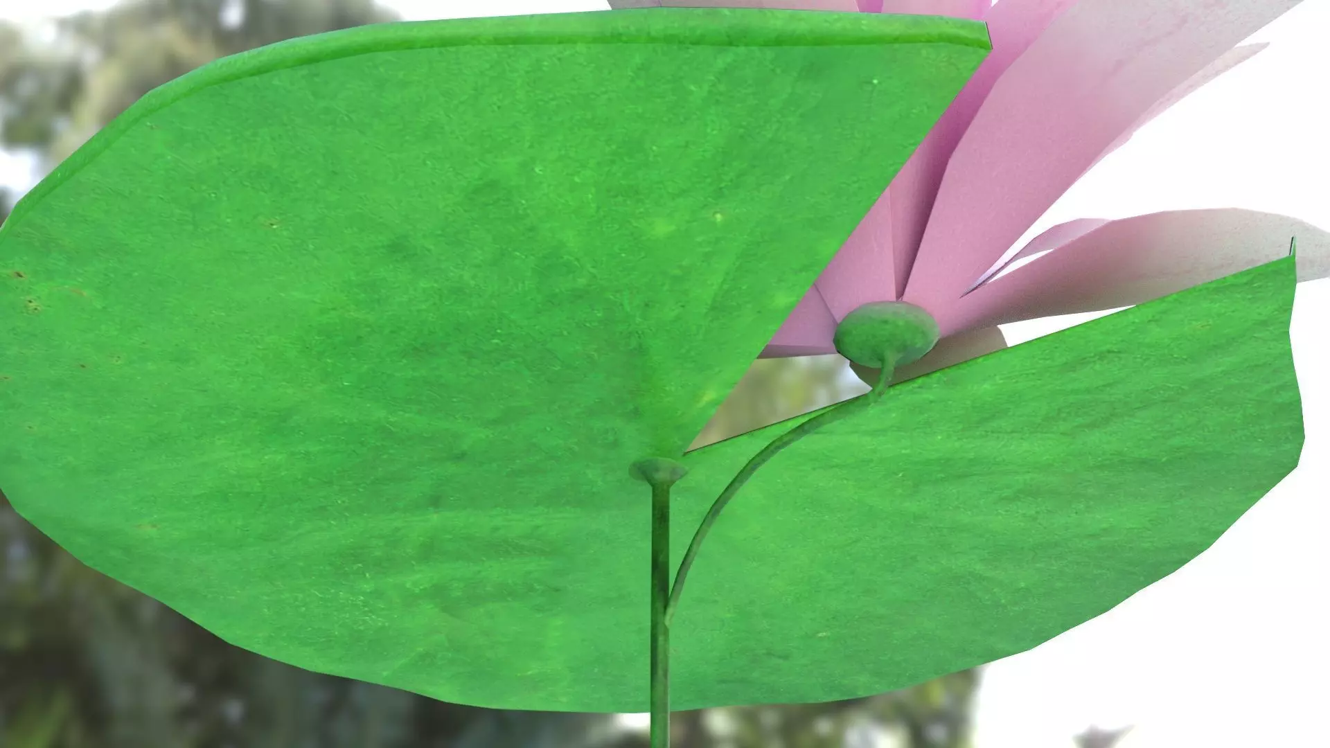 Water Lily Low-poly 3D model_2