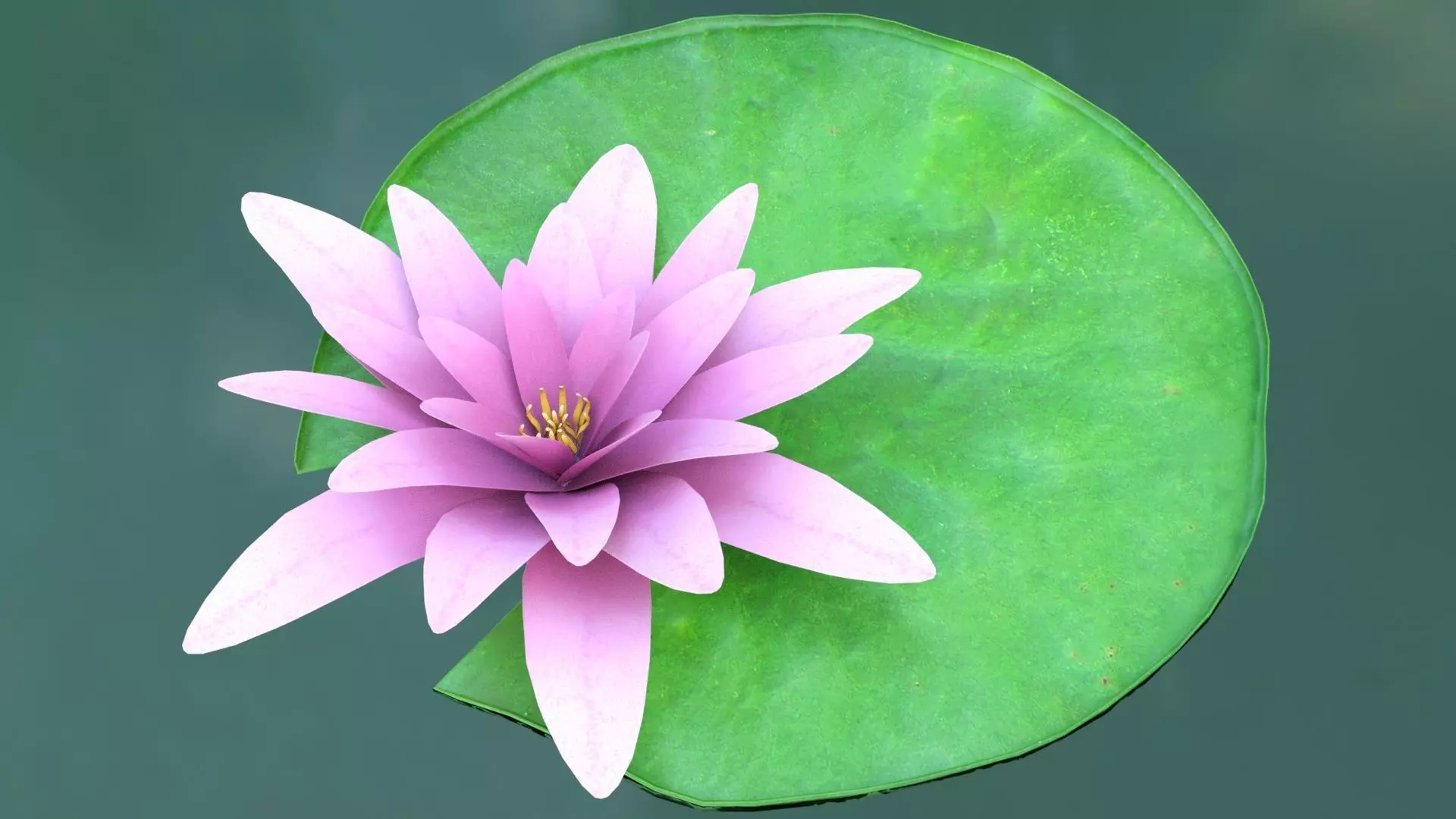 Water Lily Low-poly 3D model_0