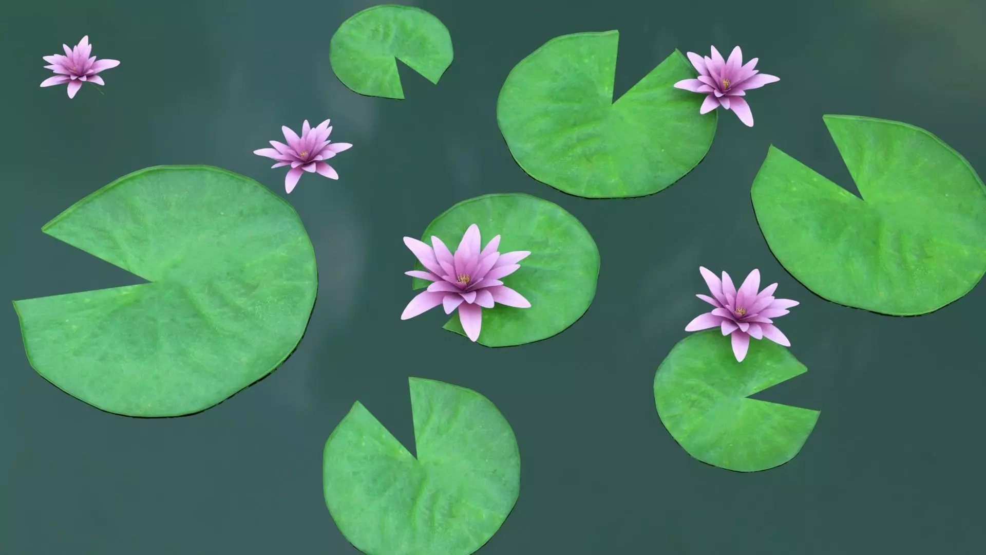 Water Lily Low-poly 3D model_6