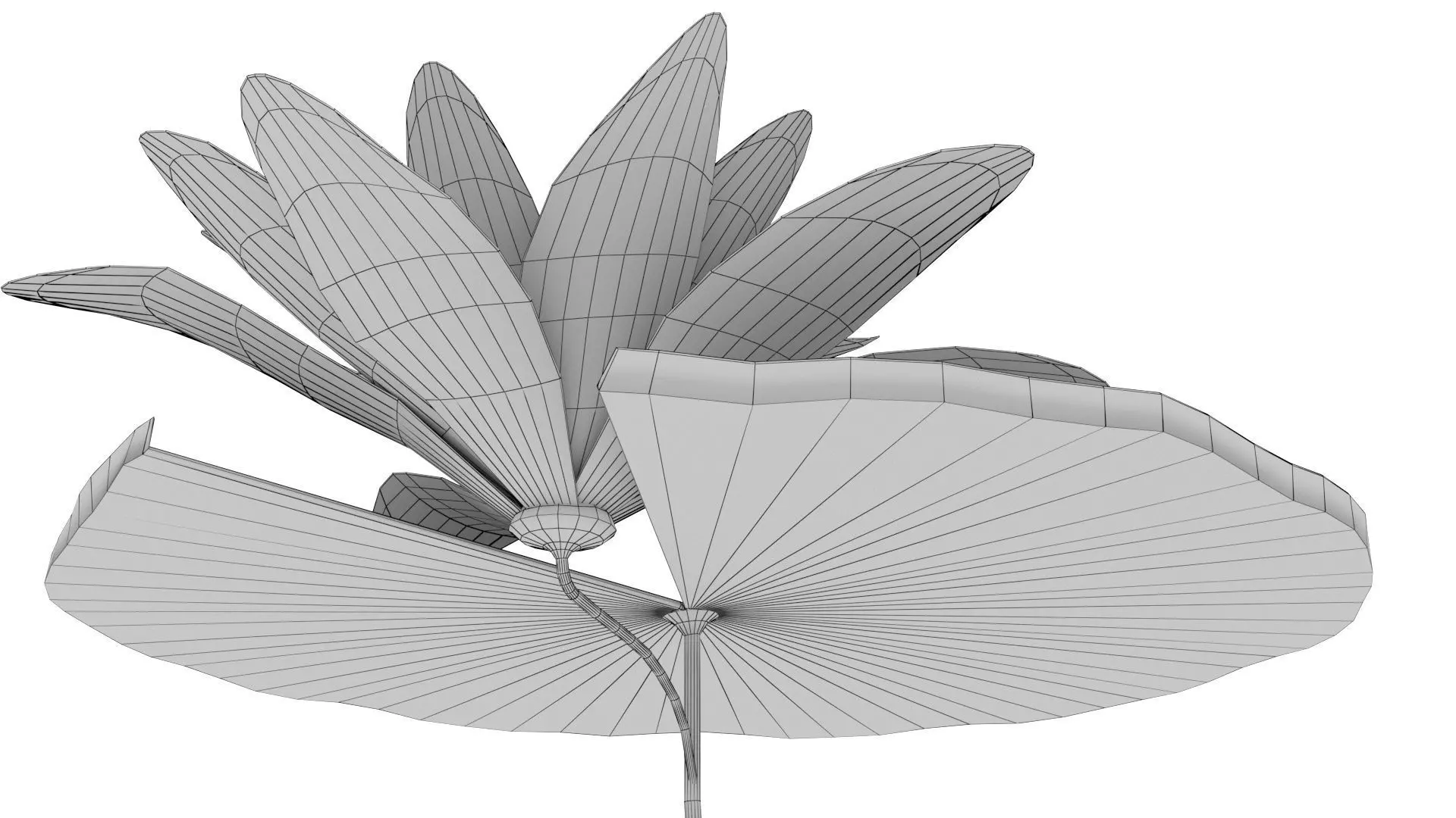Water Lily Low-poly 3D model_17