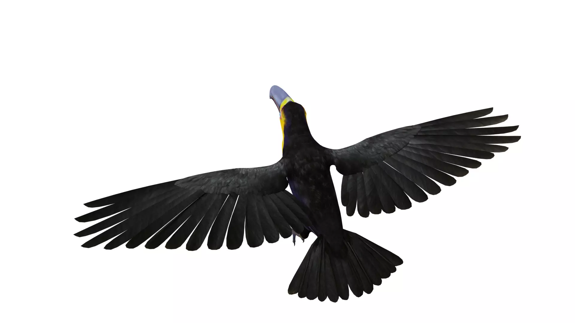 Channel Billed Toucan Bird Low-poly 3D model_39
