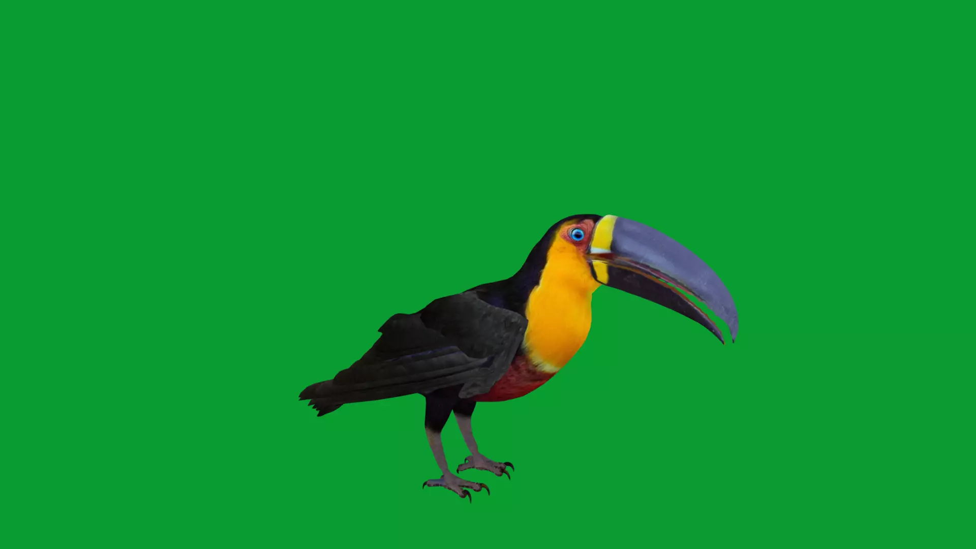Channel Billed Toucan Bird Low-poly 3D model_13