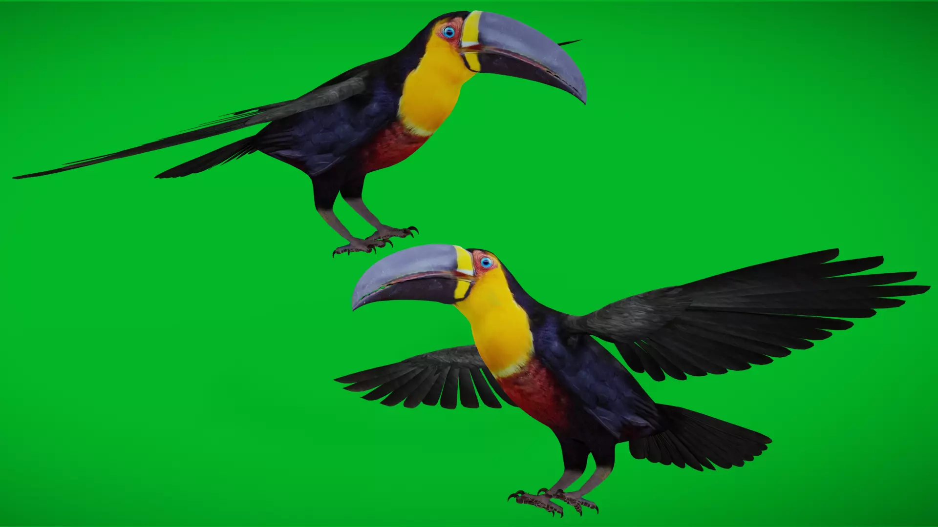 Channel Billed Toucan Bird Low-poly 3D model_0