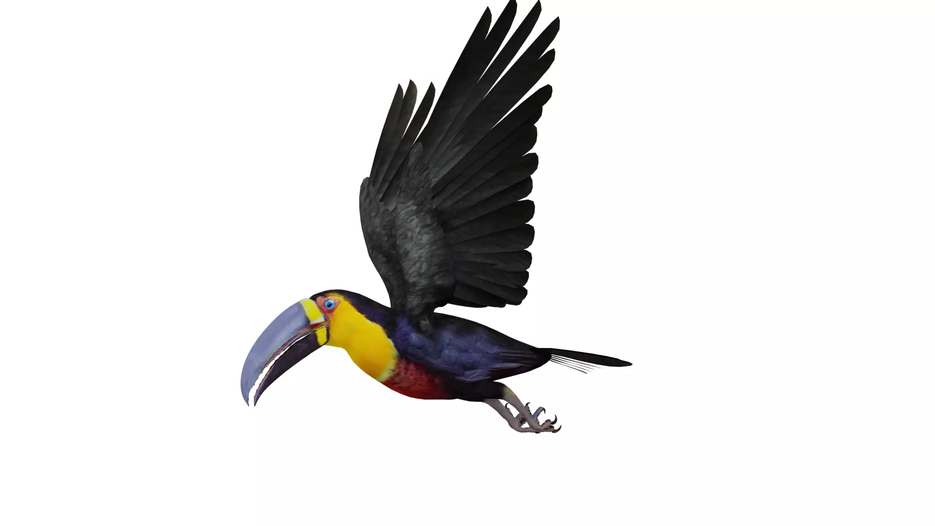 Channel Billed Toucan Bird Low-poly 3D model_46
