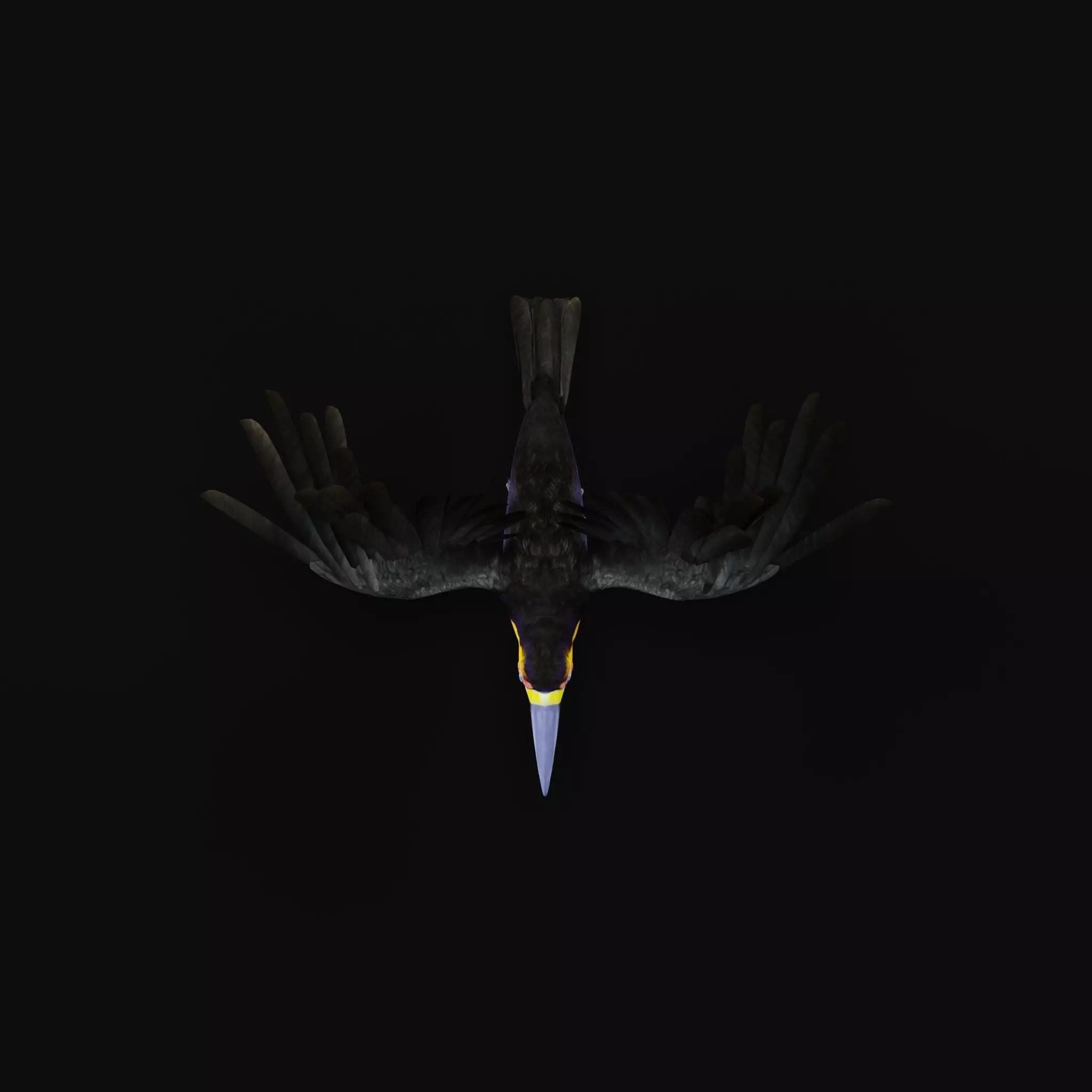 Channel Billed Toucan Bird Low-poly 3D model_35