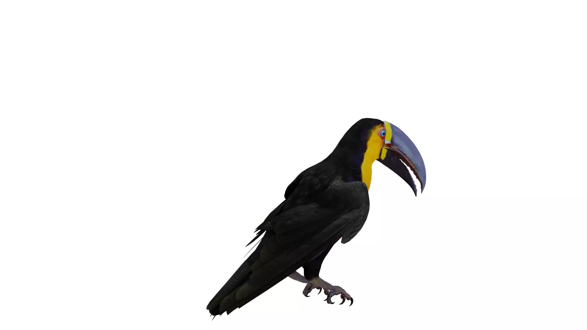 Channel Billed Toucan Bird Low-poly 3D model_56