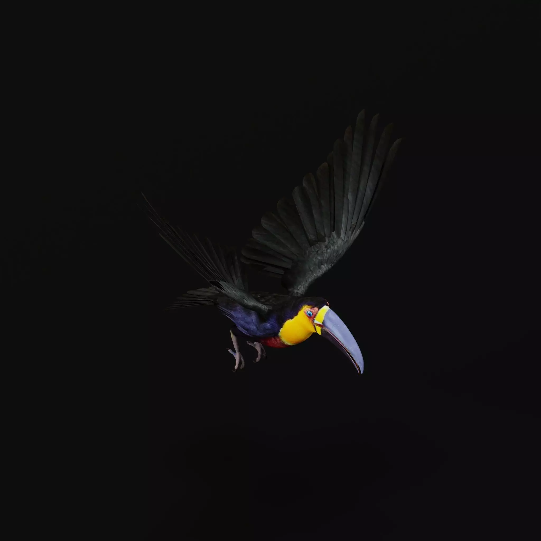 Channel Billed Toucan Bird Low-poly 3D model_43