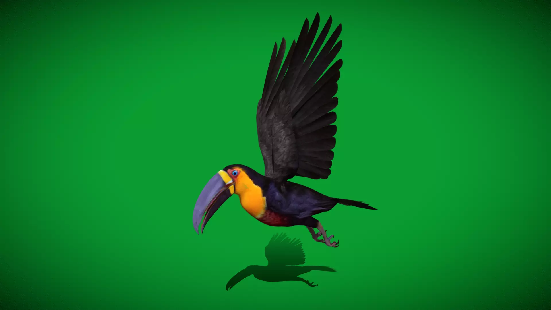 Channel Billed Toucan Bird Low-poly 3D model_36