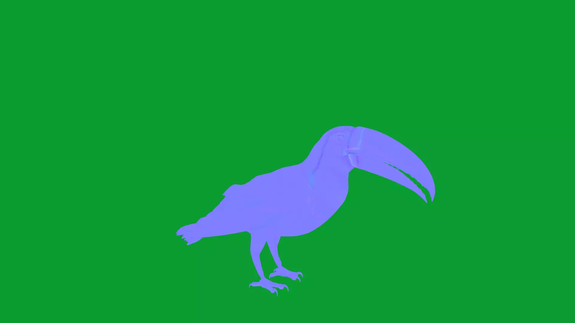 Channel Billed Toucan Bird Low-poly 3D model_19