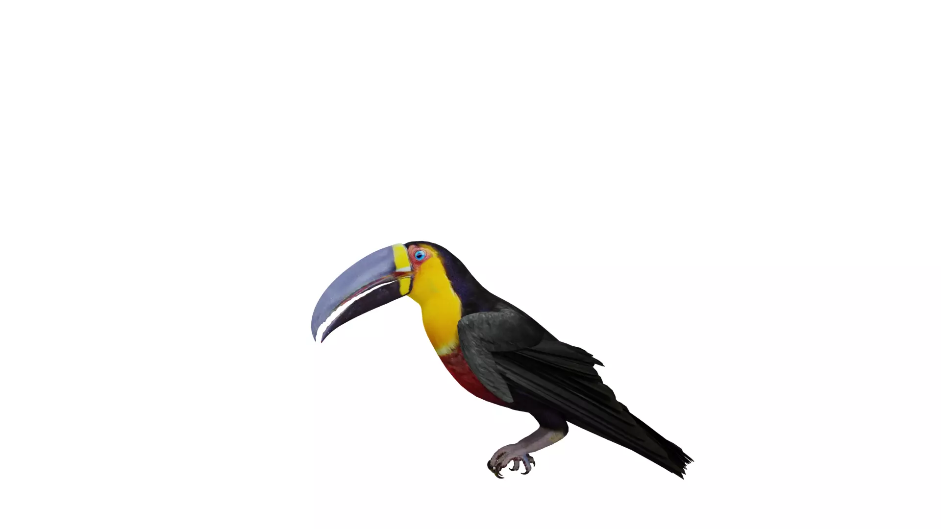 Channel Billed Toucan Bird Low-poly 3D model_54