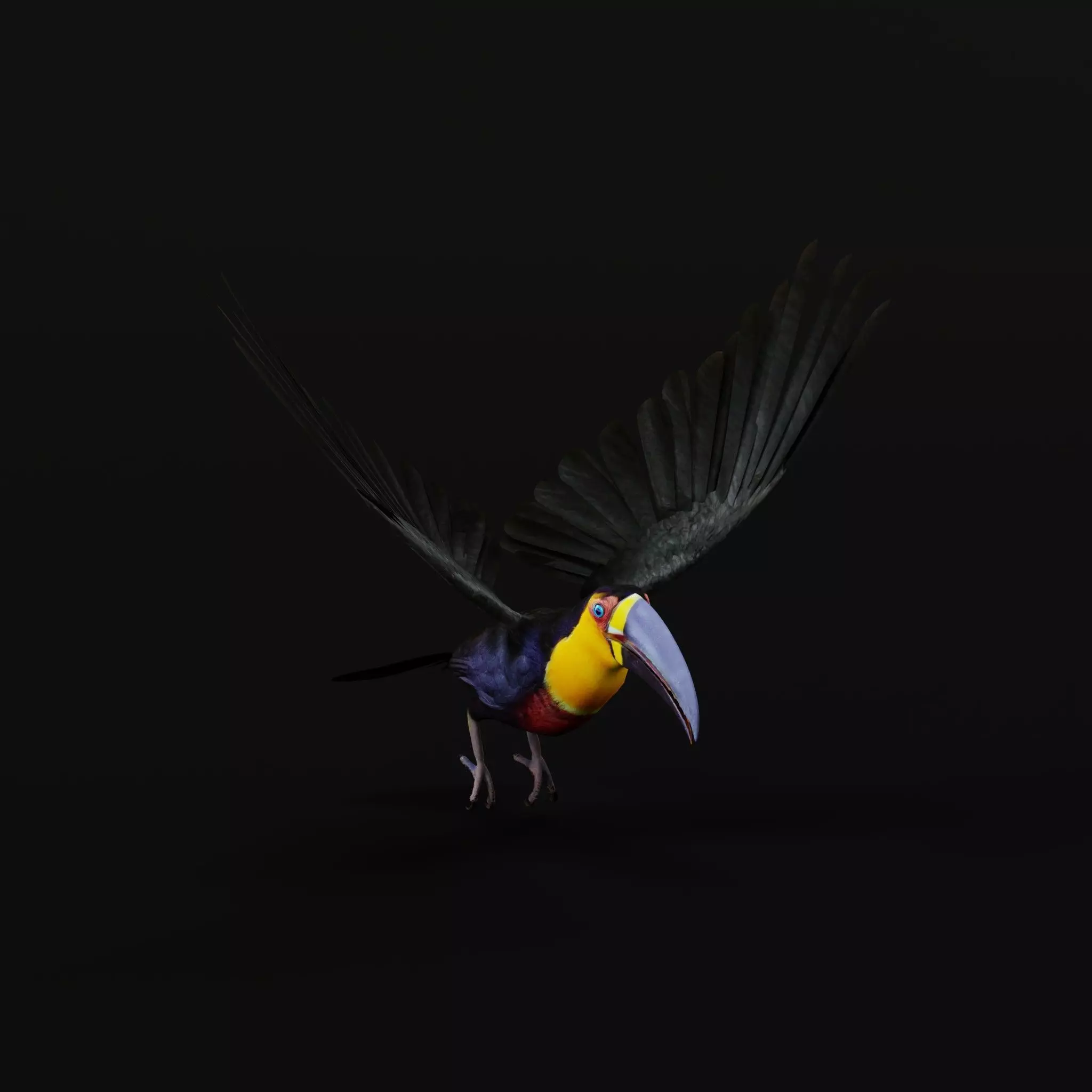 Channel Billed Toucan Bird Low-poly 3D model_37