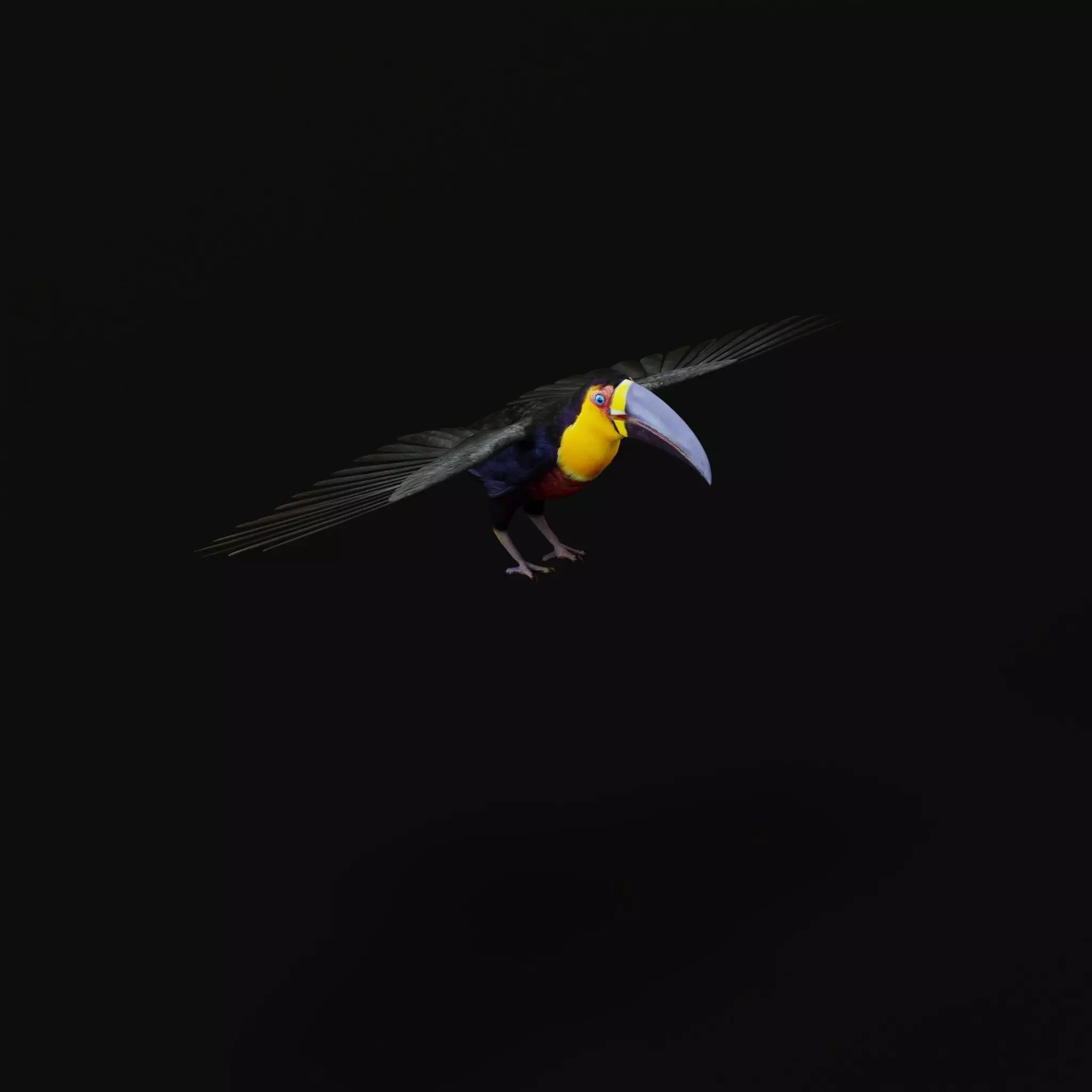 Channel Billed Toucan Bird Low-poly 3D model_40